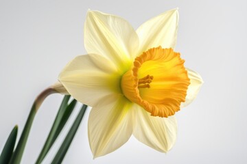"Yellow Elegance: Daffodil Beauty". Digital poster. Generative ai.