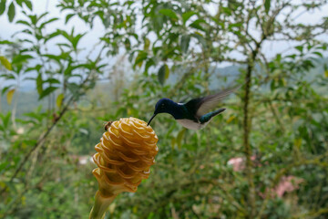 Side profile of a White-necked jacobin hummingbird or colibri and a bee in flight,  blurred in motion, sipping nectar from a yellow maraca shampoo ginger flower.