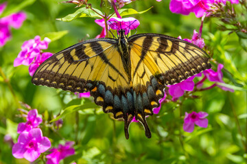 butterfly on flower