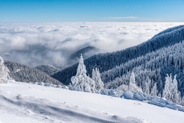 Breathtaking winter fairy tale scene in the mountains. The morning sun illuminates the snowy forest...