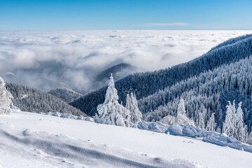 Fototapeta premium Breathtaking winter fairy tale scene in the mountains. The morning sun illuminates the snowy forest and meadow with its rays passing through the fog.