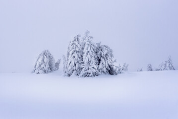 Surreal winter scene in the mountains with snow covered and frozen fir trees. Frosty outdoor scene of the mountain valley. Beauty of nature concept background.