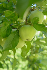 Green big apple ripening on a branch against a blurred background