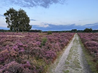 Fototapeta na wymiar Landscape of sunset evening light and colour sky with clouds beautiful moor land field with purple wild heather plants and path at edge of forest in Brandon Suffol East Anglia uk on holiday in Summer