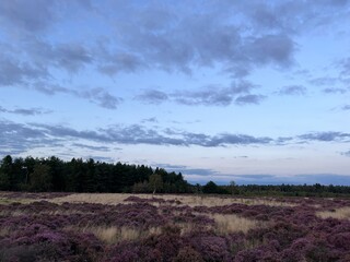 Landscape of sunset evening light and colour sky with clouds beautiful  moor land field with purple wild heather plants and path at edge of forest in Brandon Suffol East Anglia uk on holiday in Summer