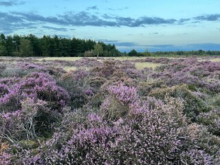 Landscape of sunset evening light and colour sky with clouds beautiful  moor land field with purple wild heather plants and path at edge of forest in Brandon Suffol East Anglia uk on holiday in Summer