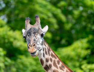 portrait of a giraffe
