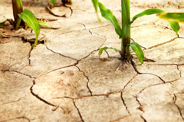 Corn field during drought, hot weather, cracked ground, dry soil.