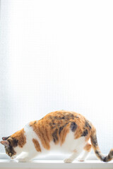 猫　イメージ用