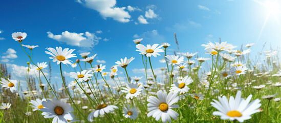 40 Free Daisies Wallpaper Images & Backgrounds, Royalty Free Pictures