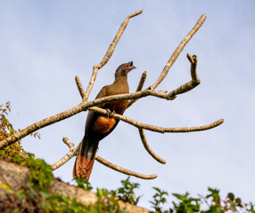 Rufous-bellied Chachalaca enjoys life flying and foraging in the resort area near Puerta Vallarta, Mexico