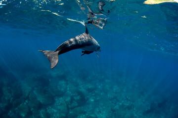 wildlife dolphins under the sea