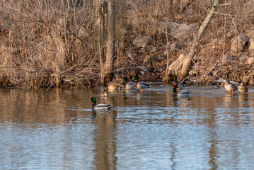 Mallard Ducks On The River In November In Wisconsin