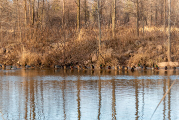 Mallard Ducks On The River In November In Wisconsin