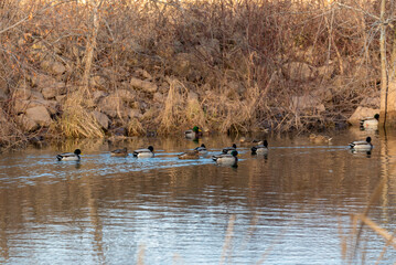 Mallard Ducks On The River In November In Wisconsin