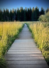 lone path to the forest