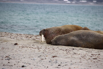 Fototapeta premium Walrus (Odobenus rosmarus), Smeerenberg, Amsterdam Island, Svalbard, Norway.