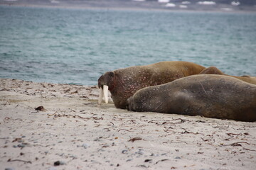 Walrus (Odobenus rosmarus), Smeerenberg, Amsterdam Island, Svalbard, Norway.