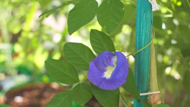 Blue Butterfly pea flower blooming in garden. Aparajita. Asian pigeonwings. Clitoria ternatea. Shanku Pushpa. Gokarni.