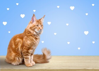 happy cute ginger cat sitting on the desk