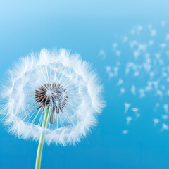 close up of dandelion on the blue background 