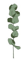 Leaf illustration of a eucalyptus plant. It is native to Australia, and the leaves are mainly used to make herbal tea or essential oil, and the wood is used for building materials or utensils.