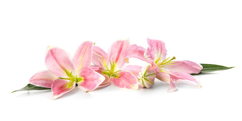 Beautiful lily flowers on white background