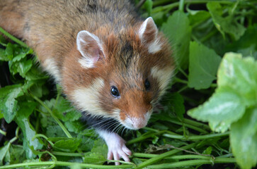 An ordinary hamster.  There is a selective focus on the green lawn.