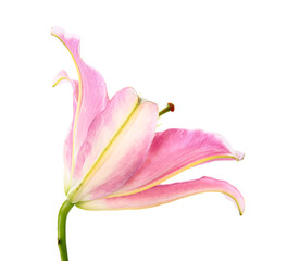 Beautiful lily flower on white background