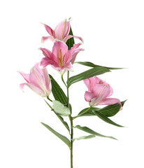 Fototapeta premium Beautiful pink lily flowers on white background