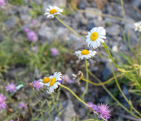 Several white and yellow daisies on a rocky shoreline, daytime, nobody