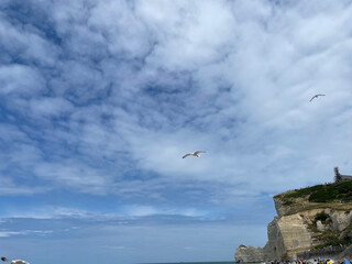 Flight of the Seagull in Étretat, Normandy, France