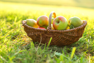 Autumn harvest of apples and pears.Apples and pears in a wicker basket. fruit abundance