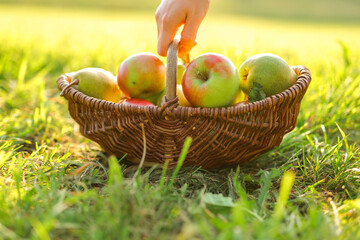 Apples and pears in a wicker basket in the autumn garden in the sun.Collection of autumn fruits....