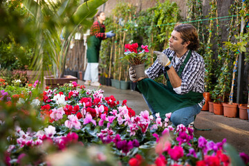 Focused interested adult florist of gardening store checking colorful flowering persian cyclamens...