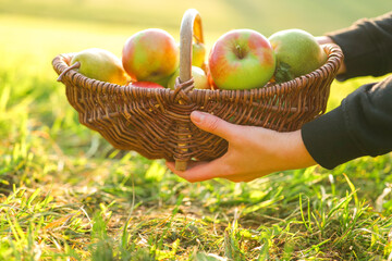 Apples and pears in a wicker basket in female hands in the autumn garden in the sun.Collection of...