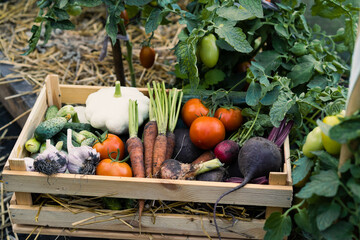 The harvested crop of organic vegetables in a wooden box stands in the greenhouse, a place for text