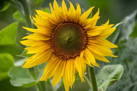 große gelbe Blüte und Samenkerne einer  Sonnenblue zentral in der Mitte des Bildes mit grünen Blättern im Hintergrund