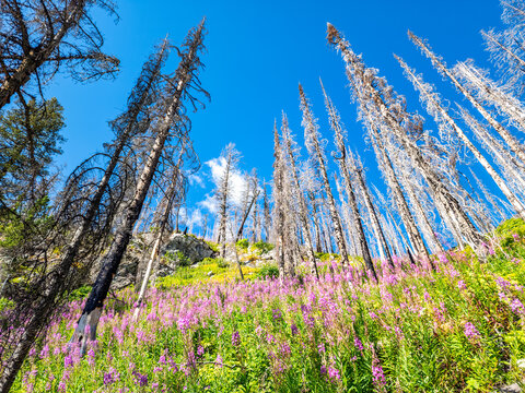 View of pink flowering rosebay willowherbs fireweed (Chamaenerion angustifolium) rejuvenate a burnt dead tree forest, near Bertha Lake, Waterton Lakes National Park, Alberta Canada.