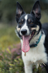 Border Collie