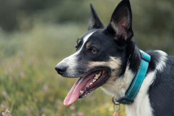 Border Collie