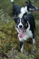 Border Collie