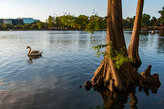 Sunset at Lake Eola, Orlando, FL