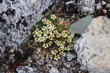 Tufted Saxifrage, Outer Norway Island, Svalbard, Norway.