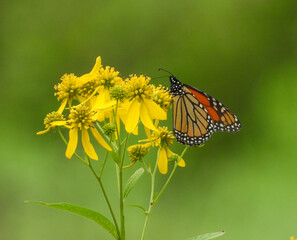 Verbesina alternifolia (Wingstem) Native North American Wildflower