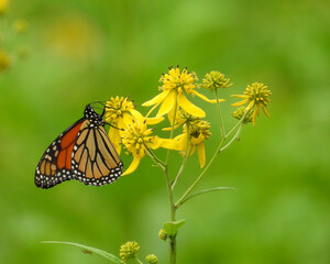 Verbesina alternifolia (Wingstem) Native North American Wildflower