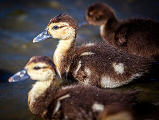 Adorable baby ducks in water.