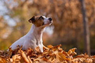 Jack Russell Terrier dog in a pile of yellow fallen leaves. 