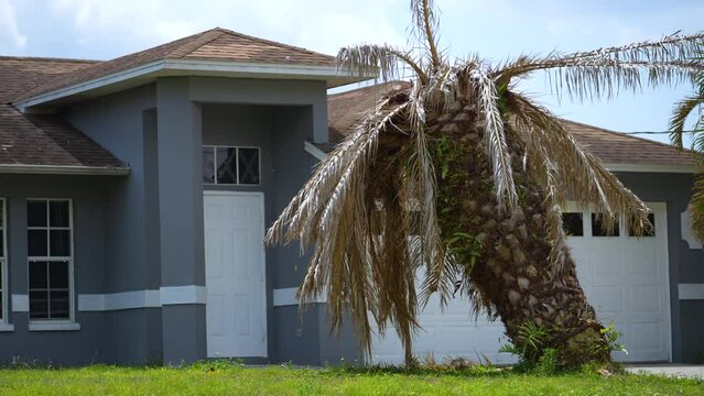 Dry dead palm tree on Florida home backyard uprooted after hurricane Ian