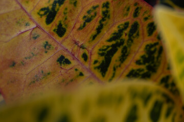 Macro of colorful croton leaf. © BONNIE C. MARQUETTE